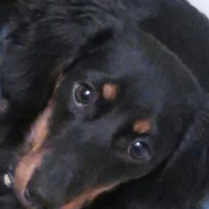 Meet your Posher, Dachshund